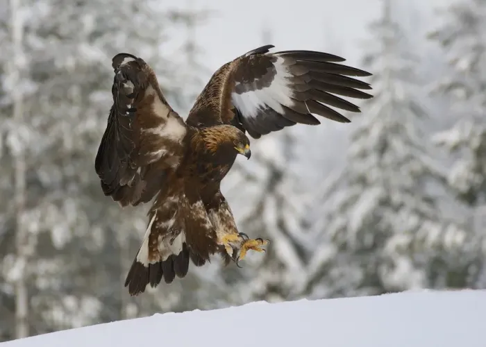 Framed Print : Golden Eagle (Aquila chrysaetos) immature, in flight, landing on snow, Utajarvi, Oulu Province, Northern Ostrobothnia Framed Print : Golden Eagle (Aquila chrysaetos) immature, in flight, landing on snow, Utajarvi, Oulu Province, Northern Ostrobothnia