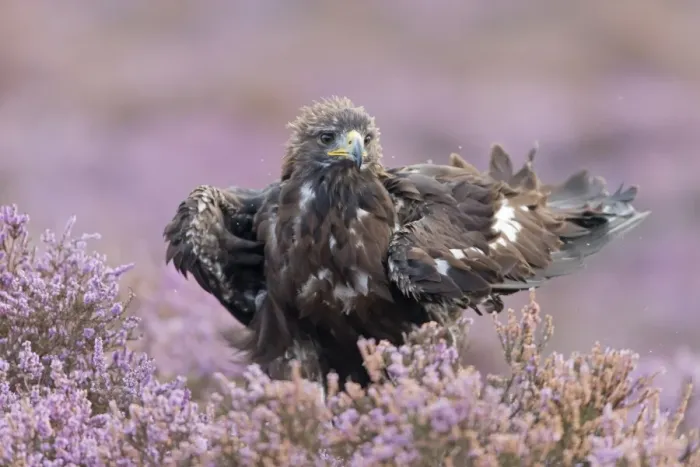 Framed Print : Golden Eagle (Aquila chrysaetos) juvenile, rousing feathers, standing amongst flowering heather, September (captive)