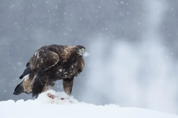 Framed Print : Golden Eagle (Aquila chrysaetos) juvenile, feeding on Mountain Hare (Lepus timidus) prey in snow during snowstorm, Norway, winter Framed Print : Golden Eagle (Aquila chrysaetos) juvenile, feeding on Mountain Hare (Lepus timidus) prey in snow during snowstorm, Norway, winter