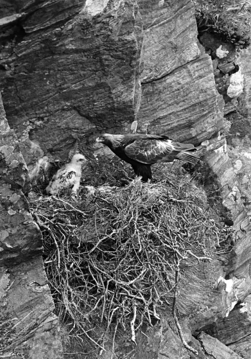 Framed Print : Golden Eagle - Glenborrodale Argyllshire Scotland. Taken by Eric Hosking in June 1939
