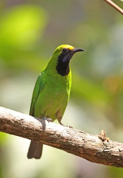 Framed Print : Golden-fronted Leafbird (Chloropsis aurifrons pridii) adult male, perched on branch, Kaeng Krachan N. P. Thailand, february Framed Print : Golden-fronted Leafbird (Chloropsis aurifrons pridii) adult male, perched on branch, Kaeng Krachan N. P. Thailand, february