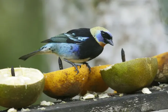 Framed Print : Golden-hooded Tanager (Tangara larvata) adult, perched on fruit at feeding station, Cano Negro, Costa Rica, March Framed Print : Golden-hooded Tanager (Tangara larvata) adult, perched on fruit at feeding station, Cano Negro, Costa Rica, March