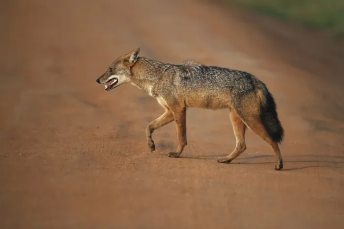 Framed Print : Golden Jackal (Canis aureus) adult, walking across dirt track in evening sunlight, Yala N. P. Sri Lanka, February Framed Print : Golden Jackal (Canis aureus) adult, walking across dirt track in evening sunlight, Yala N. P. Sri Lanka, February