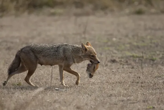 Framed Print : Golden Jackal (Canis aureus) adult, feeding, carrying head of dead Spotted Deer (Axis axis), Kanha N. P. Madhya Pradesh, India Framed Print : Golden Jackal (Canis aureus) adult, feeding, carrying head of dead Spotted Deer (Axis axis), Kanha N. P. Madhya Pradesh, India