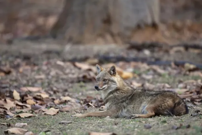 Framed Print : Golden Jackal (Canis aureus) adult, resting in forest, Kanha N. P. Madhya Pradesh, India