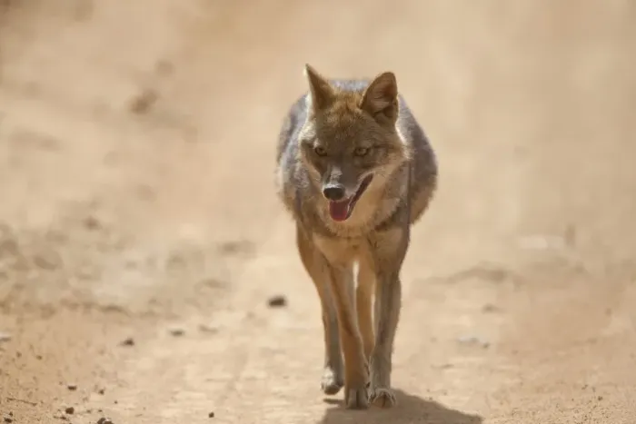 Framed Print : Golden Jackal (Canis aureus) adult, walking along track, Kanha N. P. Madhya Pradesh, India Framed Print : Golden Jackal (Canis aureus) adult, walking along track, Kanha N. P. Madhya Pradesh, India
