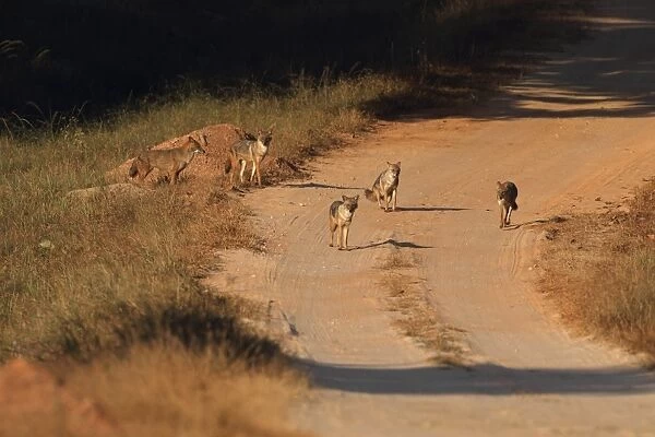Golden Jackal (Canis aureus) five adults, on dirt track, Kanha N. P. Madhya Pradesh, India, november