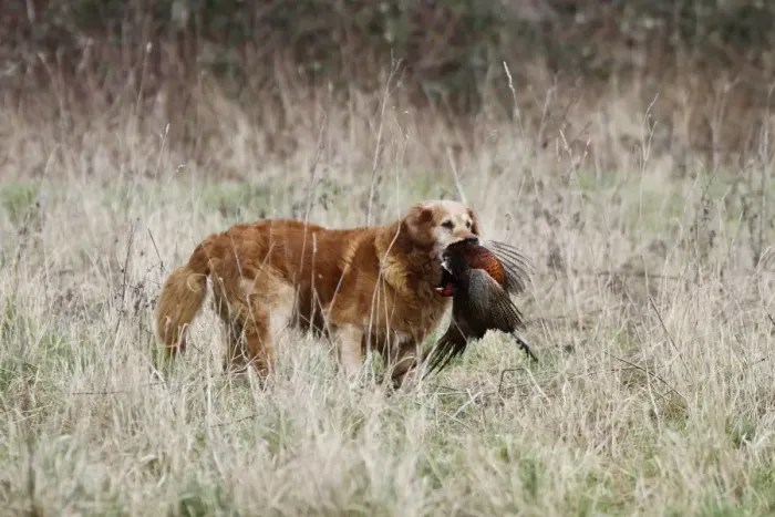 Framed Print : Golden Labrador carrying a cock pheasant Framed Print : Golden Labrador carrying a cock pheasant