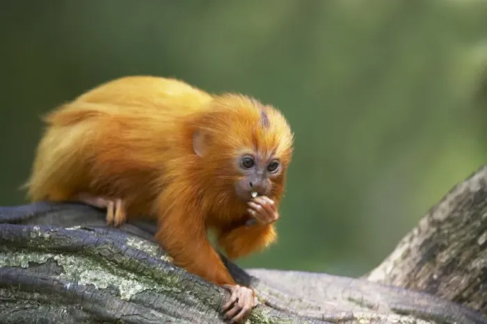 Framed Print : Golden Lion Tamarin (Leontopithecus rosalia rosalia) young, feeding on branch, Apenheul (captive) Framed Print : Golden Lion Tamarin (Leontopithecus rosalia rosalia) young, feeding on branch, Apenheul (captive)