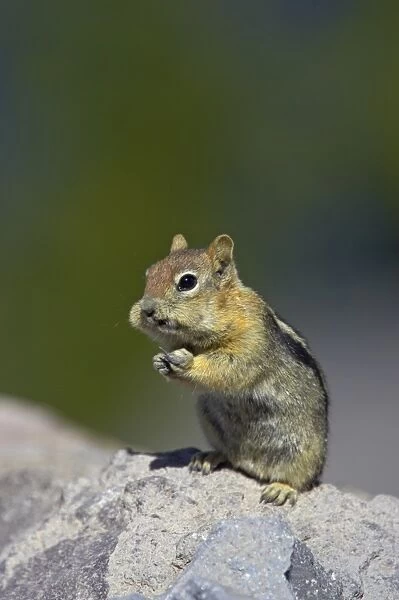 Golden-mantled Ground Squirrel (Spermophilus lateralis) adult, feeding, filling cheek pouches, sitting on rock, Crater Lake N. P. Oregon, U. S. A