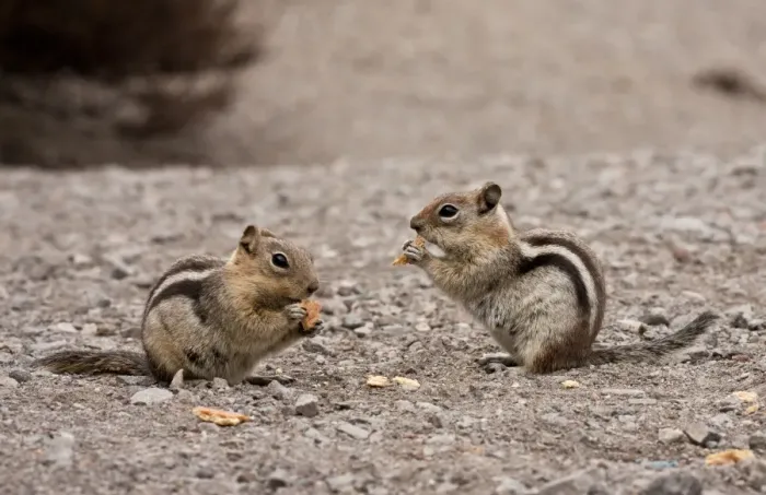 Framed Print : Golden-mantled Ground Squirrel (Callospermophilus lateralis) two adults, feeding on scraps, Crater Lake N. P Framed Print : Golden-mantled Ground Squirrel (Callospermophilus lateralis) two adults, feeding on scraps, Crater Lake N. P