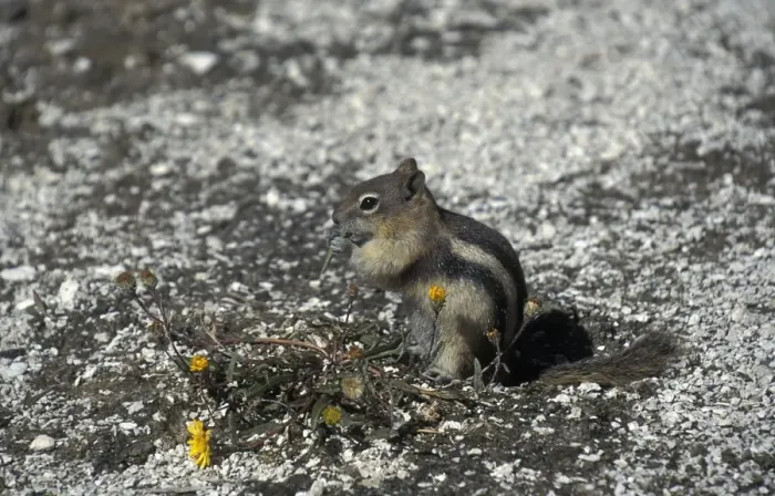 Framed Print : Golden-mantled Ground Squirrel(Spermophilis lateralis Eating flower leaf  /  Yellowstone, USA)