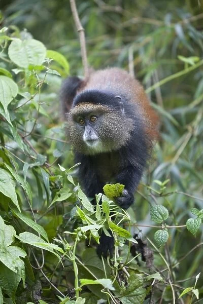 Golden Monkey (Cercopithecus kandti) adult, feeding on leaves, in bamboo forest, Volcanoes N. P. Virunga Mountains, Rwanda