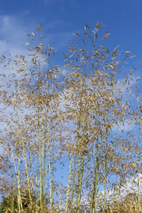 Framed Print : Golden oats or giant feather grass, Stipa gigantea, a large ornamental garden grass in seedhead Framed Print : Golden oats or giant feather grass, Stipa gigantea, a large ornamental garden grass in seedhead