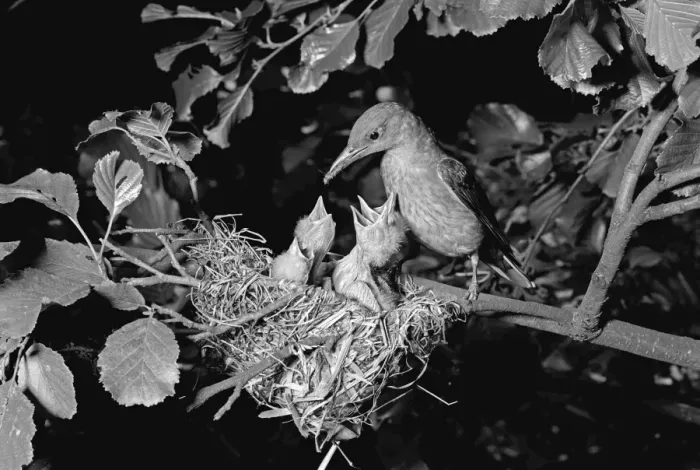 Framed Print : Golden Oriole at Nest, Hoofdorof Holland. Taken by Eric Hosking in 1952