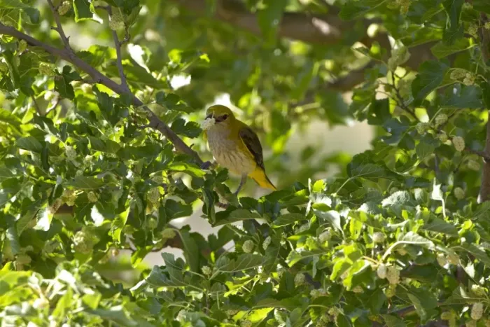 Framed Print : Golden Oriole (Oriolus oriolus) adult female, feeding on White Mulberry (Morus alba) fruit in tree, Extremadura, Spain, may Framed Print : Golden Oriole (Oriolus oriolus) adult female, feeding on White Mulberry (Morus alba) fruit in tree, Extremadura, Spain, may