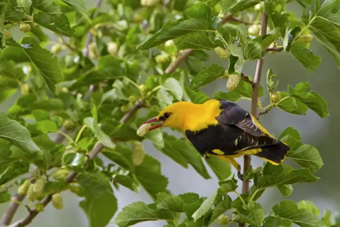 Framed Print : Golden Oriole (Oriolus oriolus) adult male, feeding on White Mulberry (Morus alba) fruit in tree, Extremadura, Spain, may Framed Print : Golden Oriole (Oriolus oriolus) adult male, feeding on White Mulberry (Morus alba) fruit in tree, Extremadura, Spain, may