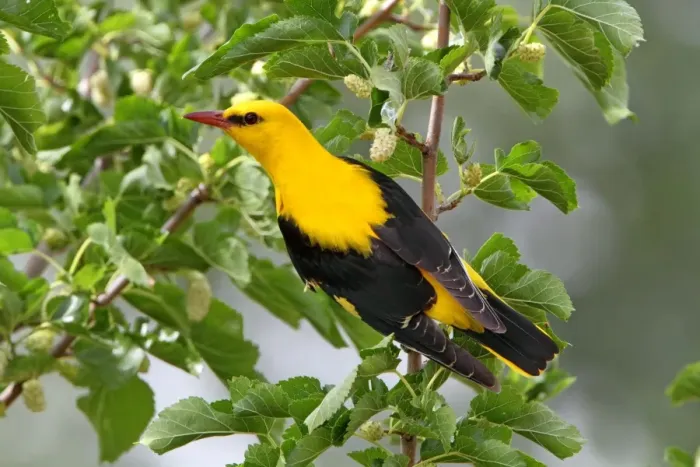 Framed Print : Golden Oriole (Oriolus oriolus) adult male, feeding on White Mulberry (Morus alba) fruit in tree, Extremadura, Spain, may Framed Print : Golden Oriole (Oriolus oriolus) adult male, feeding on White Mulberry (Morus alba) fruit in tree, Extremadura, Spain, may