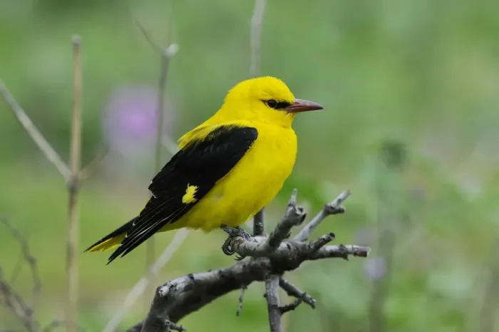 Framed Print : Golden Oriole (Oriolus oriolus) adult male, perched on branch, Lemnos, Greece, May Framed Print : Golden Oriole (Oriolus oriolus) adult male, perched on branch, Lemnos, Greece, May
