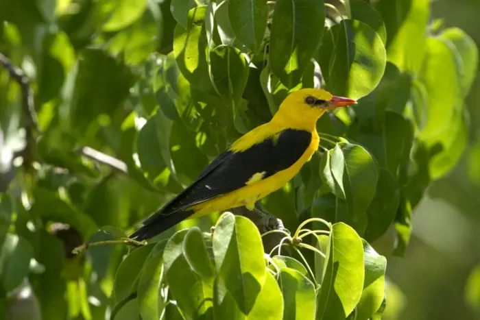 Framed Print : Golden Oriole (Oriolus oriolus) adult male, perched in pear tree, Andalucia, Spain, July