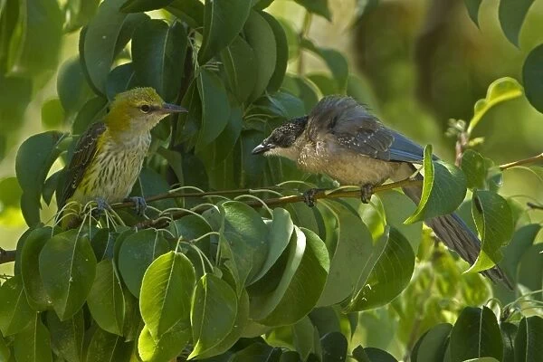 Golden Oriole (Oriolus oriolus) and Azure-winged Magpie (Cyanopica cyana) young, in dispute in pear tree, Andalucia
