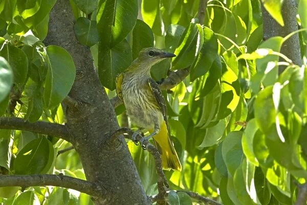 Golden Oriole (Oriolus oriolus) young, perched in pear tree, Andalucia, Spain, July