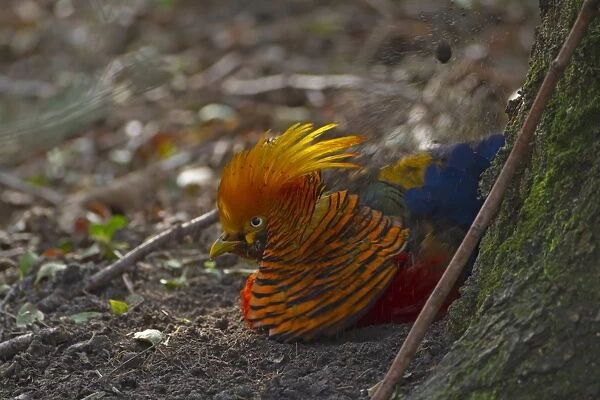 Golden Pheasant (Chrysolophus pictus) introduced species, adult male, dust bathing, Norfolk, England, march