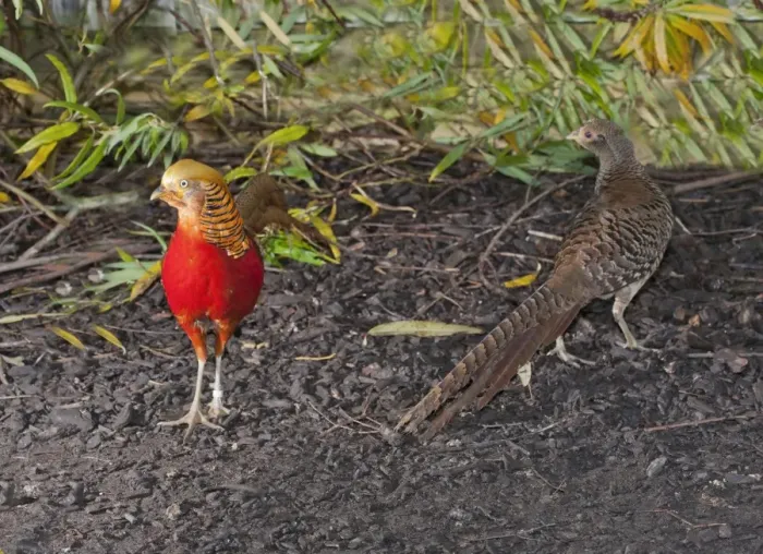 Framed Print : Golden Pheasant (Chrysolophus pictus) adult pair, standing, Whitewell, Lancashire, England, november (captive) Framed Print : Golden Pheasant (Chrysolophus pictus) adult pair, standing, Whitewell, Lancashire, England, november (captive)