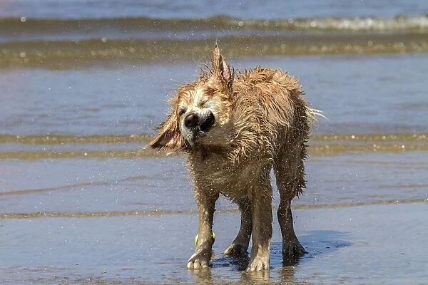 Golden Retriever shaking water from its fur