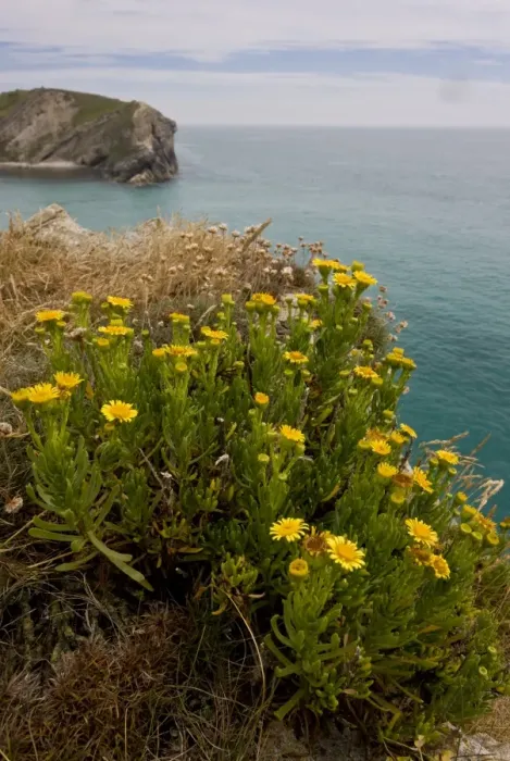 Framed Print : Golden Samphire (Inula crithmoides) flowering, growing on clifftop habitat, Lulworth Cove, Dorset, England, July Framed Print : Golden Samphire (Inula crithmoides) flowering, growing on clifftop habitat, Lulworth Cove, Dorset, England, July