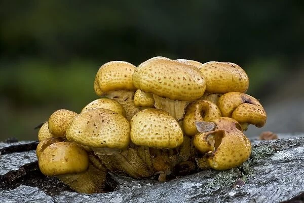 Golden Scalycap (Pholiota aurivella) fruiting bodies, growing on fallen beech trunk, New Forest, Hampshire, England