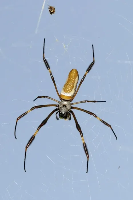 Framed Print : Golden Silk Spider (Nephila clavipes) adult female, resting in web, Trinidad, Trinidad and Tobago Framed Print : Golden Silk Spider (Nephila clavipes) adult female, resting in web, Trinidad, Trinidad and Tobago