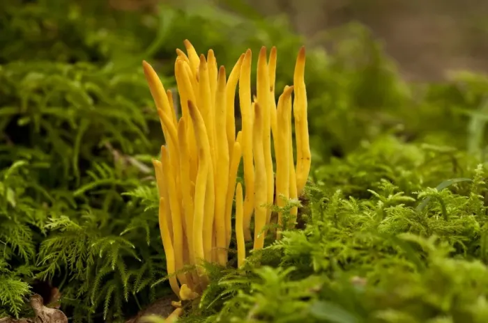 Framed Print : Golden Spindles (Clavulinopsis fusiformis) fruiting bodies, growing amongst moss on bank in old woodland, Wiltshire, England, september Framed Print : Golden Spindles (Clavulinopsis fusiformis) fruiting bodies, growing amongst moss on bank in old woodland, Wiltshire, England, september
