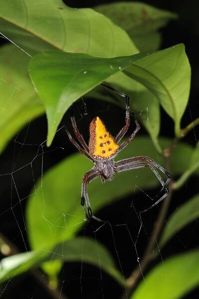 Golden-spotted Orb-weaver (Eriophora nephiloides) adult female, in web under forest vegetation, Iwokrama, Guyana