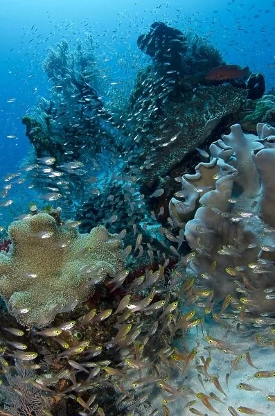 Golden Sweeper (Parapriacanthus ransonneti) shoal, swimming amongst coral in reef, Gili Lawa Laut, Komodo N. P