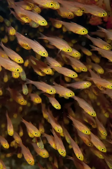 Framed Print : Golden Sweeper (Parapriacanthus ransonneti) shoal, Tatawa Besar, between Komodo and Flores Islands, Komodo N. P