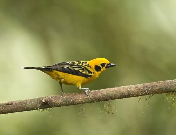 Golden Tanager (Tangara arthus) adult, perched on twig in montane rainforest, Andes, Ecuador, November