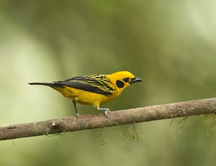 Framed Print : Golden Tanager (Tangara arthus) adult, perched on twig in montane rainforest, Andes, Ecuador, November Framed Print : Golden Tanager (Tangara arthus) adult, perched on twig in montane rainforest, Andes, Ecuador, November