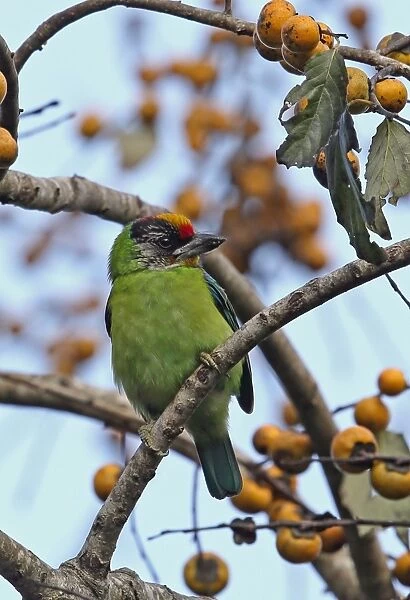 Golden-throated Barbet (Megalaima franklinii ramsayi) adult, perched in fruiting tree, Doi Ang Khang