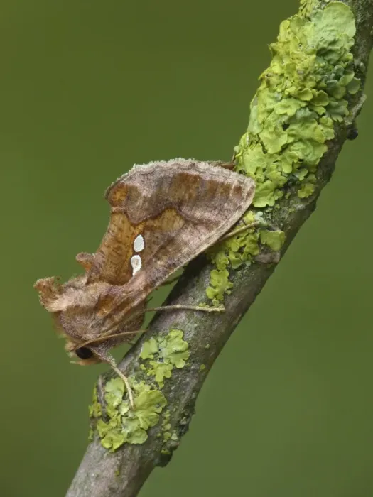 Framed Print : Golden Twin-spot (Chrysodeixis chalcites) adult, resting on lichen covered twig, Cannobina Valley, Piedmont Framed Print : Golden Twin-spot (Chrysodeixis chalcites) adult, resting on lichen covered twig, Cannobina Valley, Piedmont