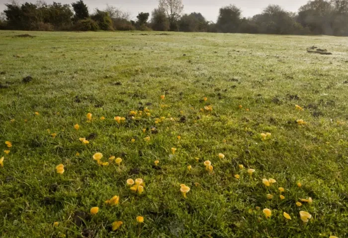 Framed Print : Golden Waxcap (Hygrocybe chlorophana) fruiting bodies, mass growing in old grazed grassland habitat, Hyde, New Forest, Hampshire, England, november