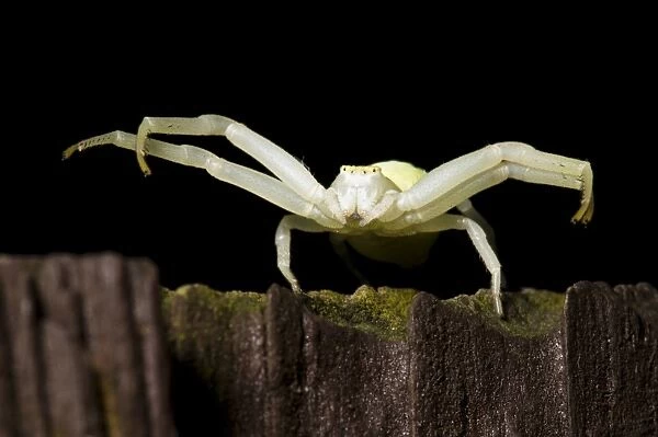 Goldenrod Crab Spider (Misumena vatia) adult female, ambush hunting on garden fence at night, Belvedere, Kent, England