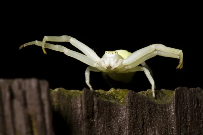 Framed Print : Goldenrod Crab Spider (Misumena vatia) adult female, ambush hunting on garden fence at night, Belvedere, Kent, England Framed Print : Goldenrod Crab Spider (Misumena vatia) adult female, ambush hunting on garden fence at night, Belvedere, Kent, England