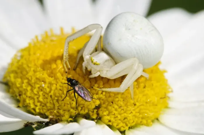 Framed Print : Goldenrod Crab Spider (Misumena vatia) adult female, about to pounce on unsuspecting fly prey Framed Print : Goldenrod Crab Spider (Misumena vatia) adult female, about to pounce on unsuspecting fly prey