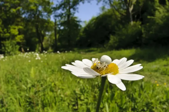 Framed Print : Goldenrod Crab Spider (Misumena vatia) adult female, with fly prey, on Ox-eye Daisy (Leucanthemum vulgare)
