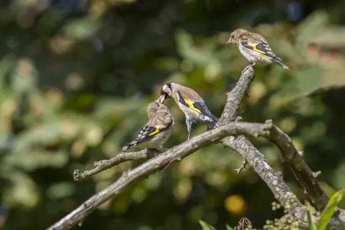 Framed Print : Goldfinch adult regurgitating food to fledged young