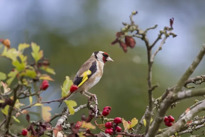 Framed Print : Goldfinch on Hawthorn tree, Autumn