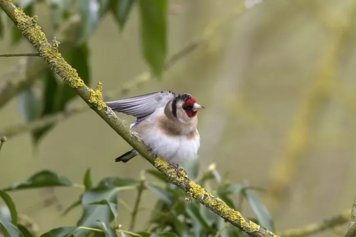 Framed Print : Goldfinch on lichen branch
