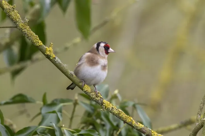 Framed Print : Goldfinch on lichen branch Framed Print : Goldfinch on lichen branch