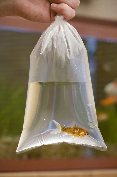 Goldfish (Carassius auratus) Shubunkin, adult, in plastic bag, introducing to fishtank, England